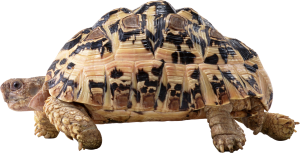 Turtle PNG-24750
